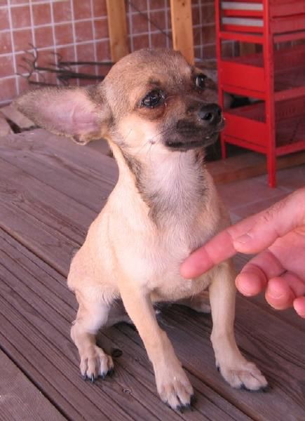 macho chihuahua 4 meses