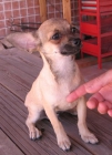 macho chihuahua 4 meses - mejor precio | unprecio.es