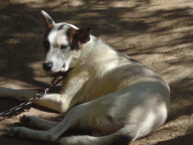 MUY BUENOS PERROS Y CACHORROS  PODENCOS PATERNEROS PUROS