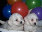 Vendo cachorritos de Bichon maltes, preciosos - mejor precio | unprecio.es