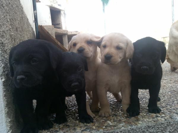 VENDO CACHORROS LABRODOR
