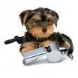 vendo yorky macho de 4 meses - Madrid