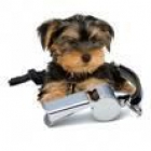 vendo yorky macho de 4 meses - Madrid - mejor precio | unprecio.es