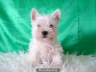 WESTY CACHORROS - mejor precio | unprecio.es