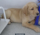 Cachorrita labrador - mejor precio | unprecio.es