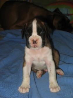 Cachorros boxer excelente pedigree