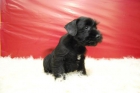 Cachorros de schnauzer miniatura , Pedigre - mejor precio | unprecio.es