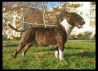 Camada bull terrier - mejor precio | unprecio.es