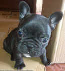 Camada Bulldog Frances - mejor precio | unprecio.es