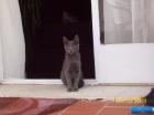 gatito azul rusia abandonado en la calle busca hogar - mejor precio | unprecio.es