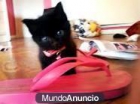 gatitos de varios colores 680 16 11 15 - mejor precio | unprecio.es