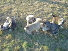 Perros_CACHORROS DE MASTIN - mejor precio | unprecio.es