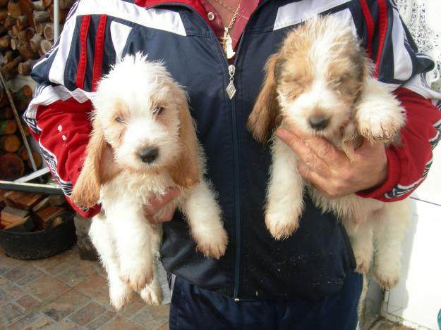 Petit Basset Grifon Vendeano. Tambien cambio por cachorra de podenco andaluz