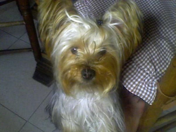 Yorkshire busca novia