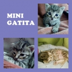 Mini gatita en adopción. sevilla - mejor precio | unprecio.es