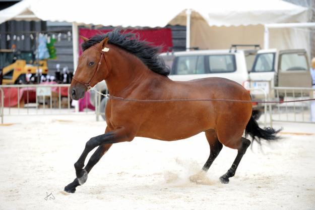 vendo caballo castaño de pura raza española
