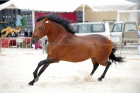 vendo caballo castaño de pura raza española - mejor precio | unprecio.es