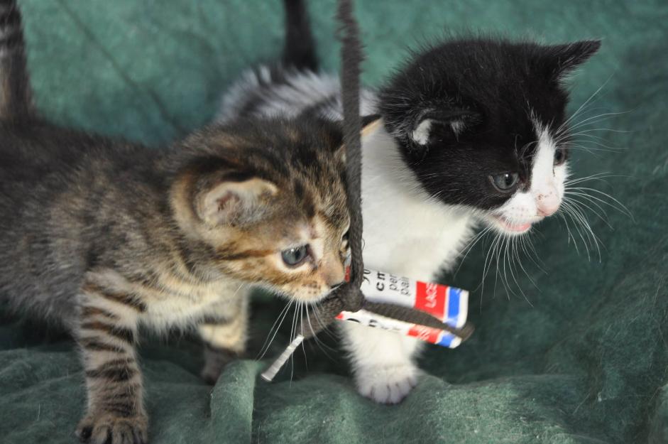 Gatos cachorros hembras en adopción en Madrid