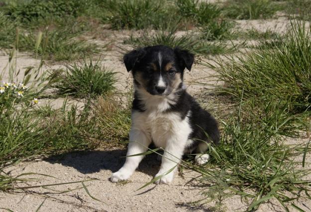 Border Collie cachorros de excelente calidad