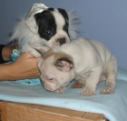 BULDOG FRANCES CACHORROS INCREIBLES A UN PRECIO INCREIBLE - mejor precio | unprecio.es