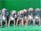 CACHORROS DE BOXER -320 €. - mejor precio | unprecio.es