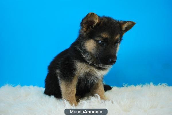 Cachorros Pastor Aleman ejemplares pura raza