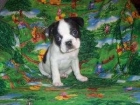 MMagníficos Bulldog francés, muy buen precio - mejor precio | unprecio.es