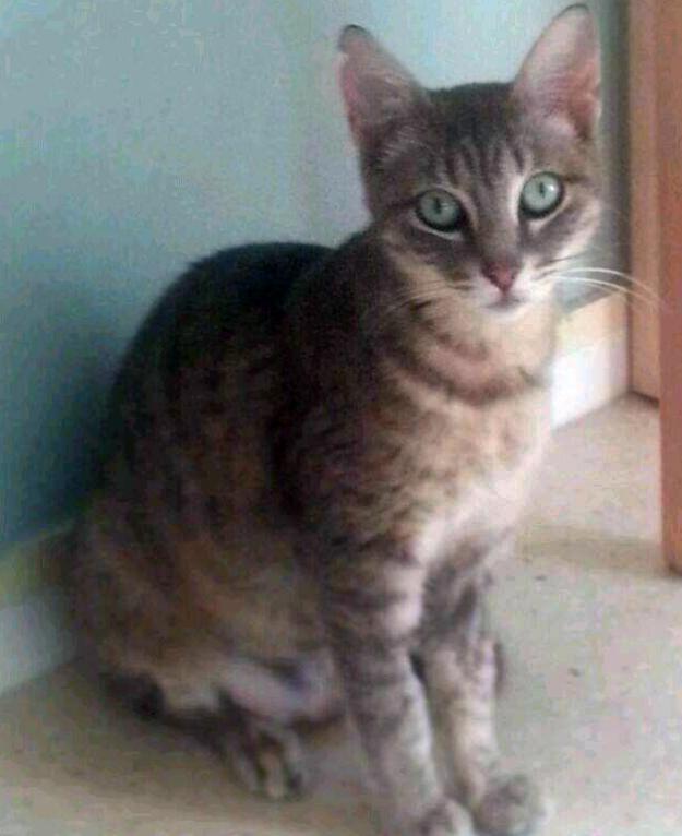 SAKURA, la mejor gata madre del mundo necesita hogar