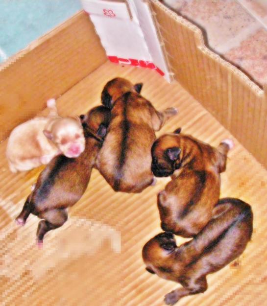 se vende cachorritos cruze de yorkshire