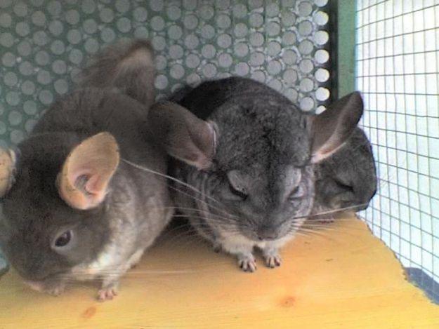 vendo pareja de chinchillas