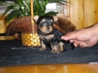 Yorkshire terrier 2 hembras y un macho con pedigri opcional - mejor precio | unprecio.es