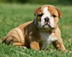 Bulldog Ingles de exposicion montas - mejor precio | unprecio.es