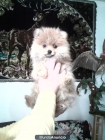 Cachorro de lulu de pomerania con pedigree L.O.E - mejor precio | unprecio.es