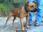 Cachorros Pit Bull con pedigree - mejor precio | unprecio.es