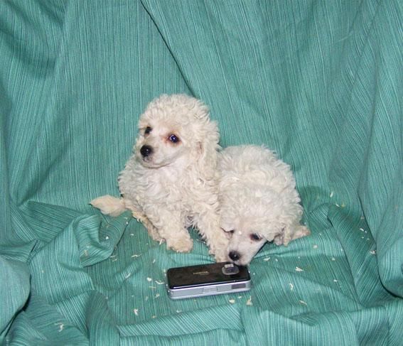 CANICHE TOY BLANCO - CACHORRITOS DE GRAN BELLEZA