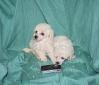 CANICHE TOY BLANCO - CACHORRITOS DE GRAN BELLEZA - mejor precio | unprecio.es