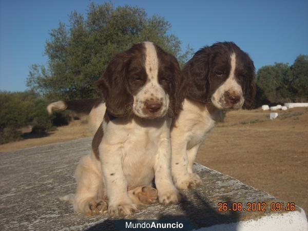 ENGLISH SPRINGER SPANIEL