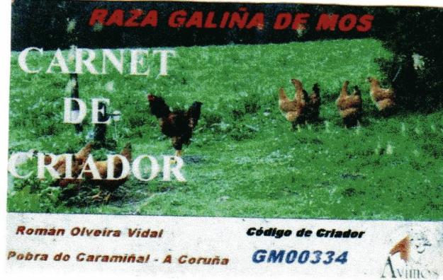 gallinas de mos
