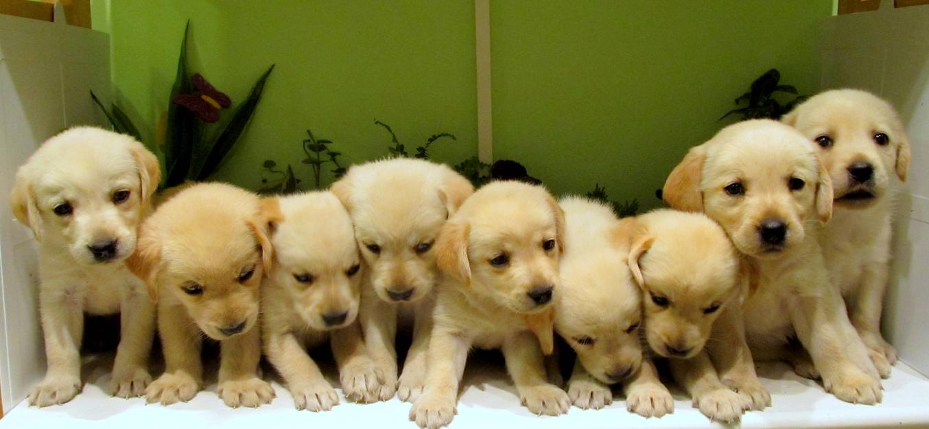 labrador