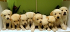 labrador - mejor precio | unprecio.es