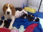 Nuevos beagle en mallorca - mejor precio | unprecio.es