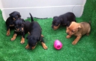 Pinscher miniatura cachorros con pedigri. - mejor precio | unprecio.es
