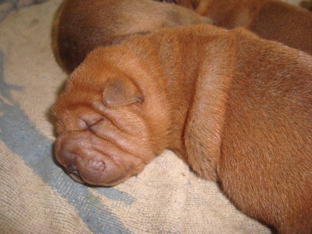 Preciosa camada de sharpei