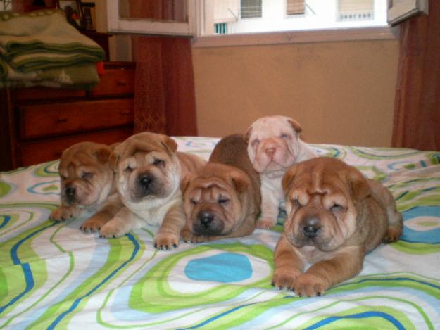 PRECIOSOS CACHORROS DE SHAR-PEI