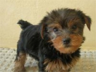 Se vende macho yorkshire precioso - mejor precio | unprecio.es
