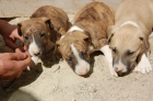 VENTA CACHORROS DE PADRE BULL TERRIER - mejor precio | unprecio.es