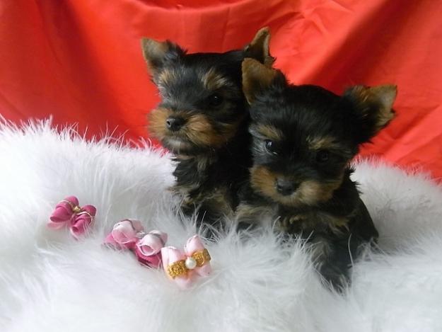 Yorkshire terrier.Nacidos en Coruña