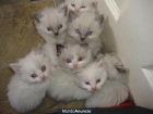 6 gatitos ragdoll - mejor precio | unprecio.es