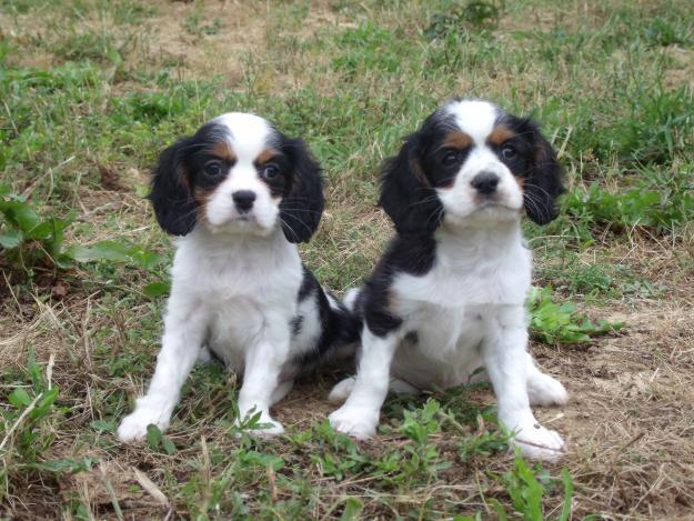 cavalier king charles cachorros