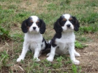 cavalier king charles cachorros - mejor precio | unprecio.es